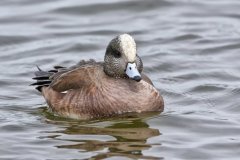 American Wigeon, Mareca americana