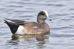 American Wigeon, Mareca americana