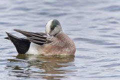 American Wigeon, Mareca americana