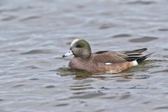American Wigeon, Mareca americana