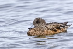 American Wigeon, Mareca americana