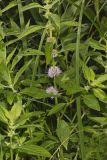 American Wild Mint,  Mentha canadensis