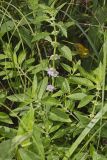American Wild Mint,  Mentha canadensis