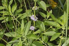 American Wild Mint