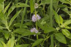 American Wild Mint,  Mentha canadensis