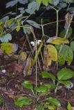 American Wintergreen, Pyrola americana