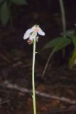 American Wintergreen, Pyrola americana