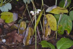 American Wintergreen, Pyrola americana