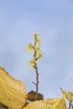 American Witch-hazel, Hamamelis virginiana