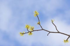 American Witch-hazel, Hamamelis virginiana