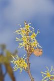 American Witch-hazel, Hamamelis virginiana