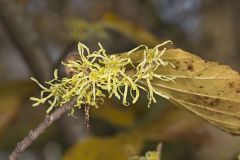 Hamamelidaceae, Witch hazel family
