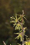 American Witch-hazel, Hamamelis virginiana