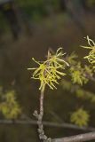 American Witch-hazel, Hamamelis virginiana