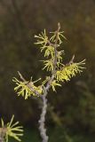 American Witch-hazel, Hamamelis virginiana