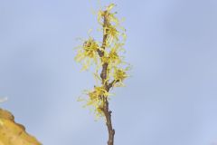 American Witch-hazel, Hamamelis virginiana