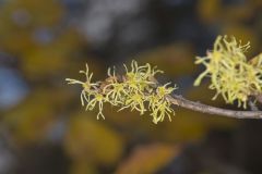 American Witch-hazel, Hamamelis virginiana