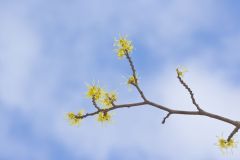 American Witch-hazel, Hamamelis virginiana
