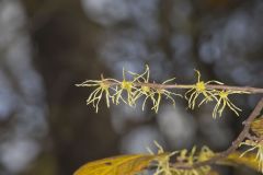 American Witch-hazel, Hamamelis virginiana