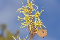 American Witch-hazel, Hamamelis virginiana
