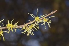 American Witch-hazel, Hamamelis virginiana