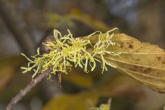 American Witch-hazel, Hamamelis virginiana