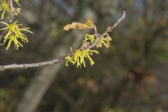 American Witch-hazel, Hamamelis virginiana