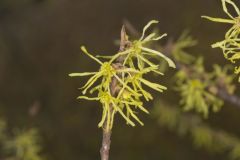 American Witch-hazel, Hamamelis virginiana