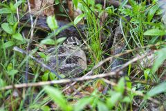 American Woodcock, Scolopax minor