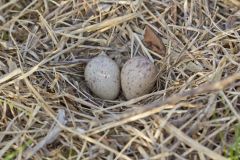American Woodcock, Scolopax minor