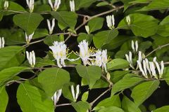 Amur Honeysuckle
