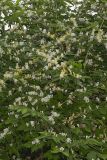 Amur Honeysuckle, Lonicera maackii