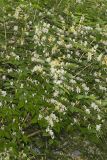 Amur Honeysuckle, Lonicera maackii