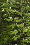 Amur Honeysuckle, Lonicera maackii