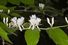Amur Honeysuckle, Lonicera maackii
