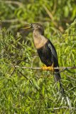 Anhinga, Anhinga anhinga
