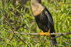 Anhinga and Cormorants
