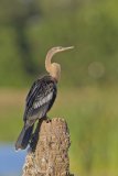 Anhinga, Anhinga anhinga