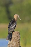 Anhinga, Anhinga anhinga