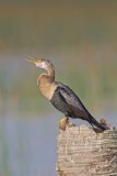 Anhinga, Anhinga anhinga
