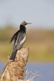 Anhinga, Anhinga anhinga