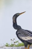 Anhinga, Anhinga anhinga