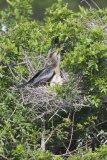 Anhinga, Anhinga anhinga