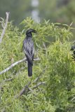 Anhinga, Anhinga anhinga