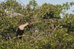 Anhinga, Anhinga anhinga