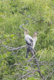 Anhinga, Anhinga anhinga