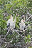 Anhinga, Anhinga anhinga