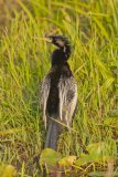 Anhinga, Anhinga anhinga