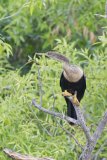 Anhinga, Anhinga anhinga