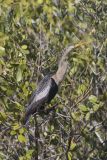 Anhinga, Anhinga anhinga